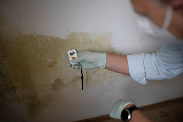 Why You Should Choose Our Mold Remediation Services in Burns Harbor, IN